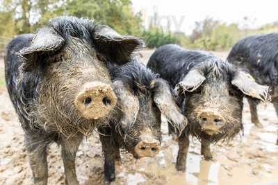 animaux-aoueille-gers