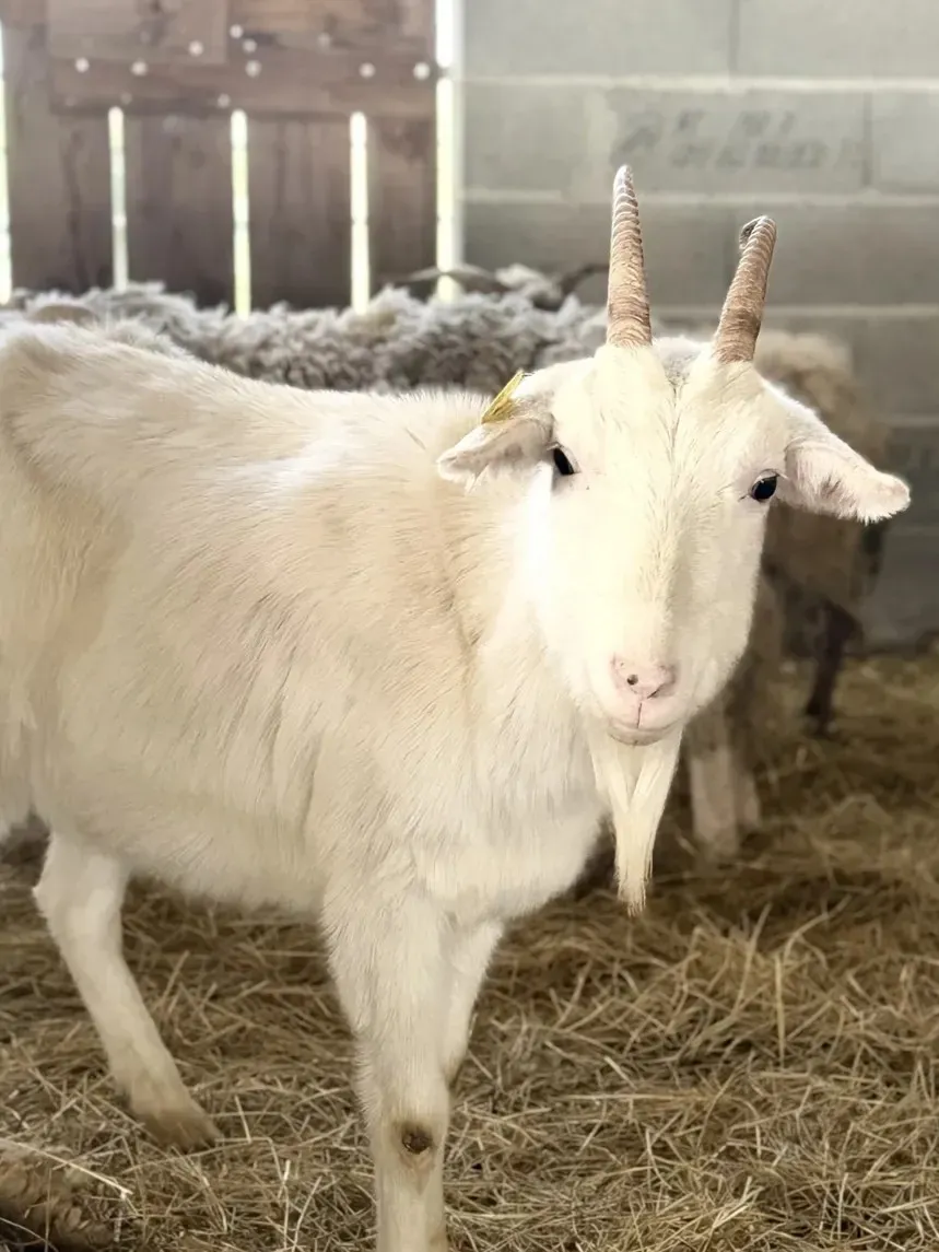 Ferme de l'Aoueille