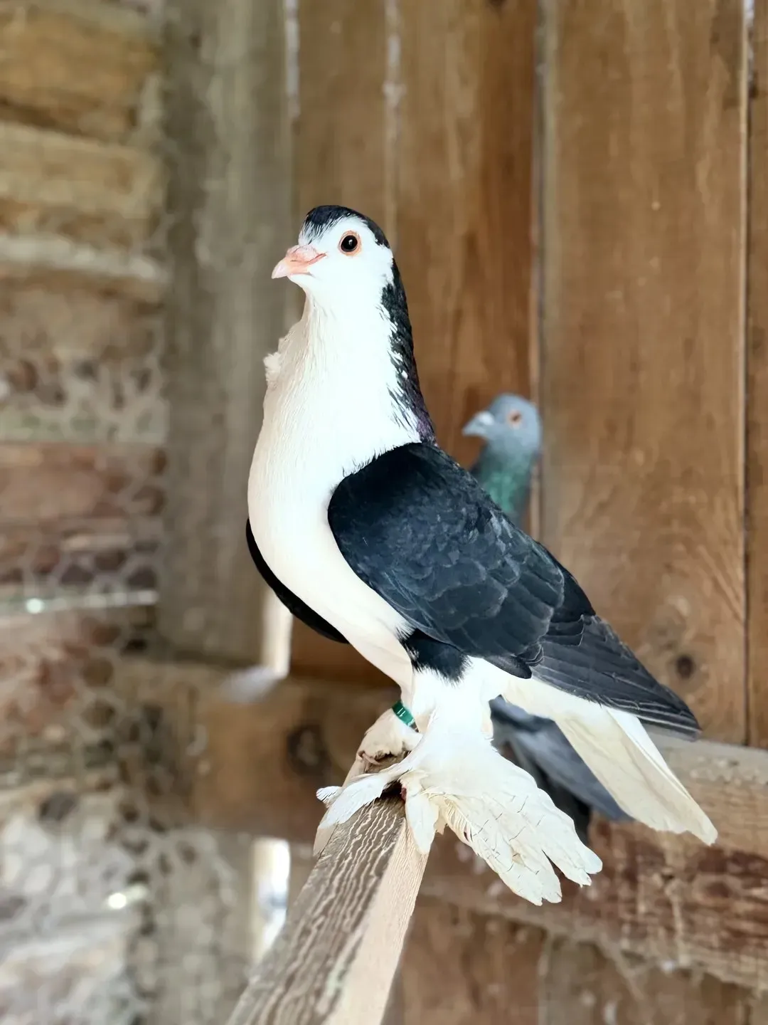 Ferme de l'Aoueille