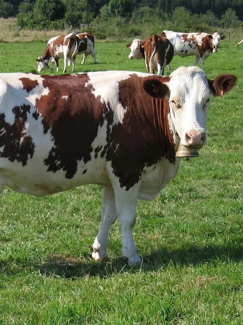 Ferme de l'Aoueille